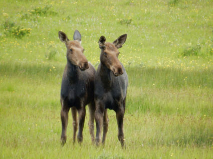 Moose-Eland, Waterton Park, Alberta Canada