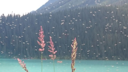 Muggen feest Lake Louise