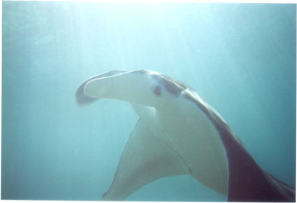Meeting a Manta