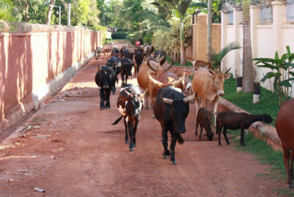 Stop!!! Koeien eerst. In een buitenwijk van Kampala, Uganda.