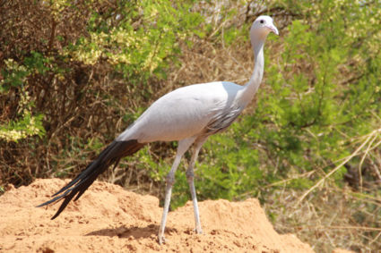 Grijze kraanvogel