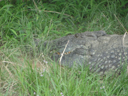 Krokodil bij de nijl