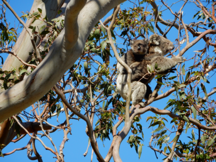 Koala met baby koala tijdens een rit langs the great ocean road