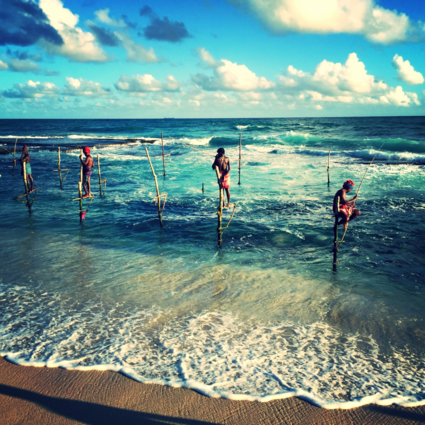 Paalvissers in sri lanka