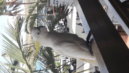 Kaketoe @Hamilton Island