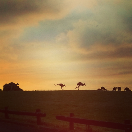 Kangoeroes bij zonsondergang