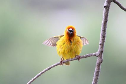 Angry Bird bij Drakensbergen