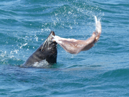 Zeeleeuw vangt zalm bij Akaroa, Nieuw Zeeland