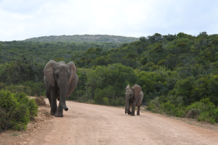 Aan de kant, want hier komt een olifant!