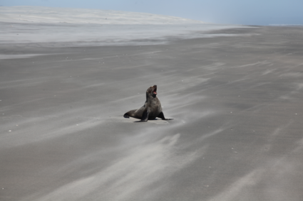 eenzame zeeleeuw op de Farewell Spit Zuidereiland