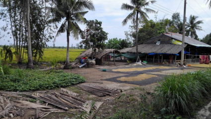 Drogend rijst in de Mekong Delta.....fietsreis