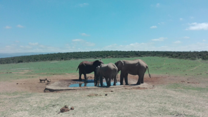 Edo Elephantpark