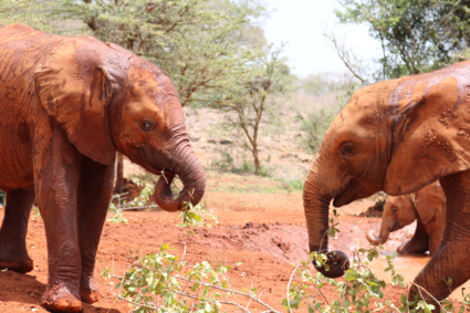Elephants sharing their food