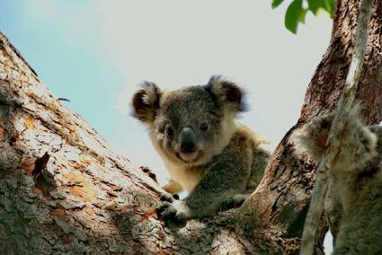 Typisch Australisch; een baby Koala