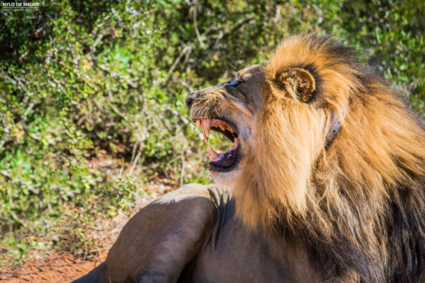 Leeuw die brulde naar een leeuwin die vlakbij was. Zuid-Afrika.
