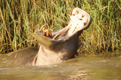 Hippo showing off (St Lucia, SA)