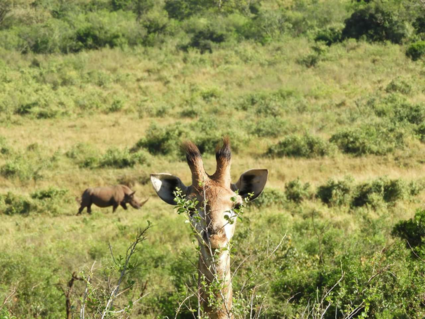 Giraffe + neushoorn in Krugerpark!