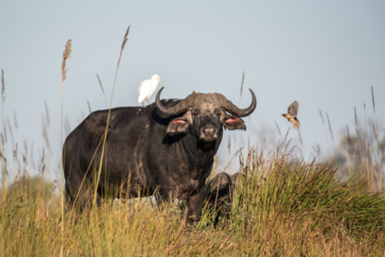 Afrikaanse buffel op pad met zijn vliegende vriendjes...