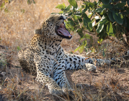 Let op: luipaard is moe!