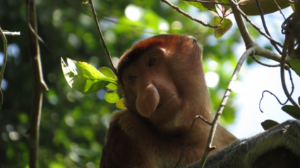 Prachtige aandoenlijke  neusaap