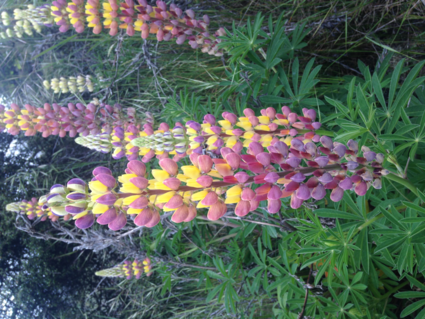 prachtig , zo langs de weg!