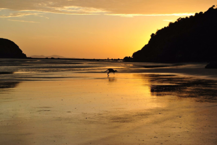 Kangaroo at sunrise ❤️