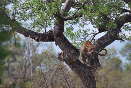 Kruger park