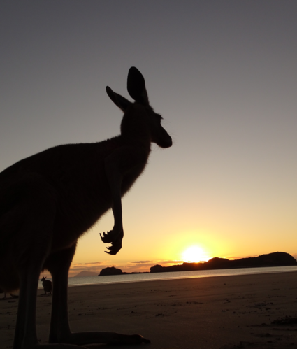 Kangeroe bij zonsopkomst