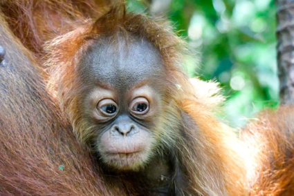 Baby oerang oetang in de jungle van Sumatra
