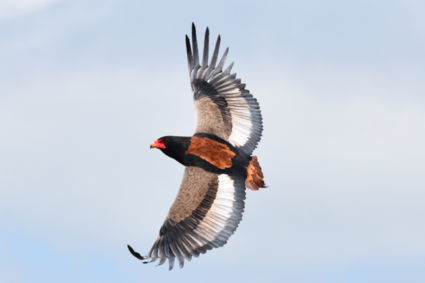Flying high, Bateleur arend, Kruger Park, Zuid Afrika