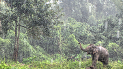 Tropische bui in de Thaise jungle