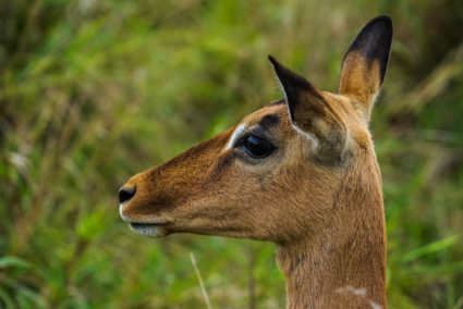 Alerte impala in het Hluhluwe-Imfolozi Park in Zuid-Afrika