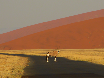 Gemsbok