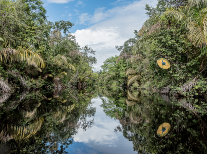 Spiegeltje spiegeltje in de jungle van Tortuguero