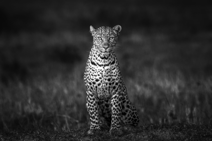 "I see you" perfectly posing leopard in the Masai Mara