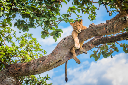 Tree climbing lion!