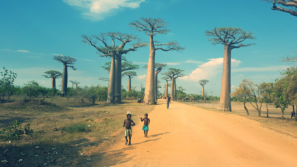 Baobab laan
