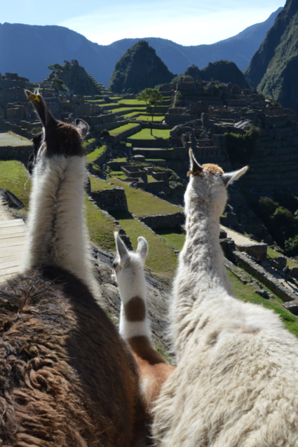 Llama family visits Machu Picchu