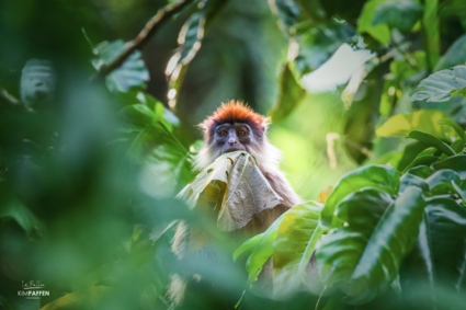 Hungry Ugandan red colobus monkey