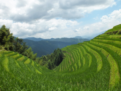 Chinese rijstvelden
