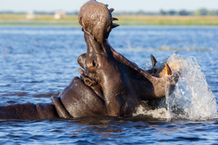 Happy Hippo in Botswana