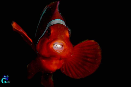 De geheimen van de wondere onderwaterwereld clownvis met parasiet