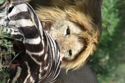 Een grote mannelijke leeuw met zijn net gevangen zebra