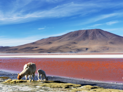 Laguna Colorada con Llama