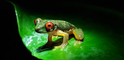 Monteverde frog in the night