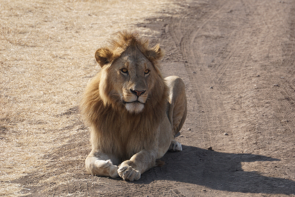 De leeuw, Koning van de dieren! 🦁