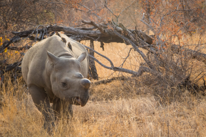 No one in the world needs a rhino horn, but a RHINO