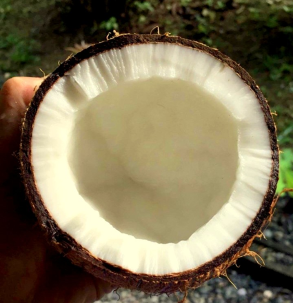 Kokosdroom
