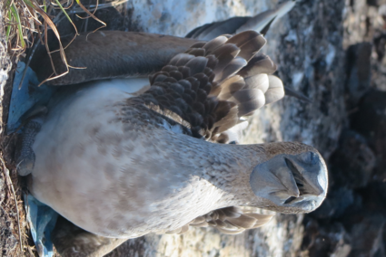 Blue-Footed Boobie brooding