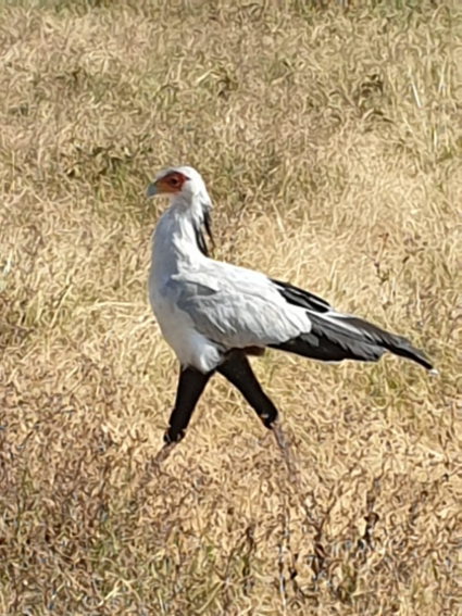 Duidelijk nog de engelse invloeden te zien.